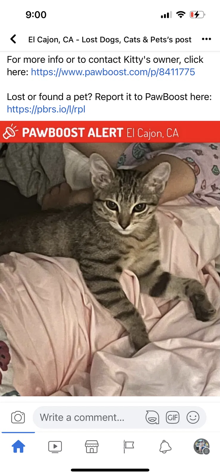 Lost cat in El Cajon, CA, 92020