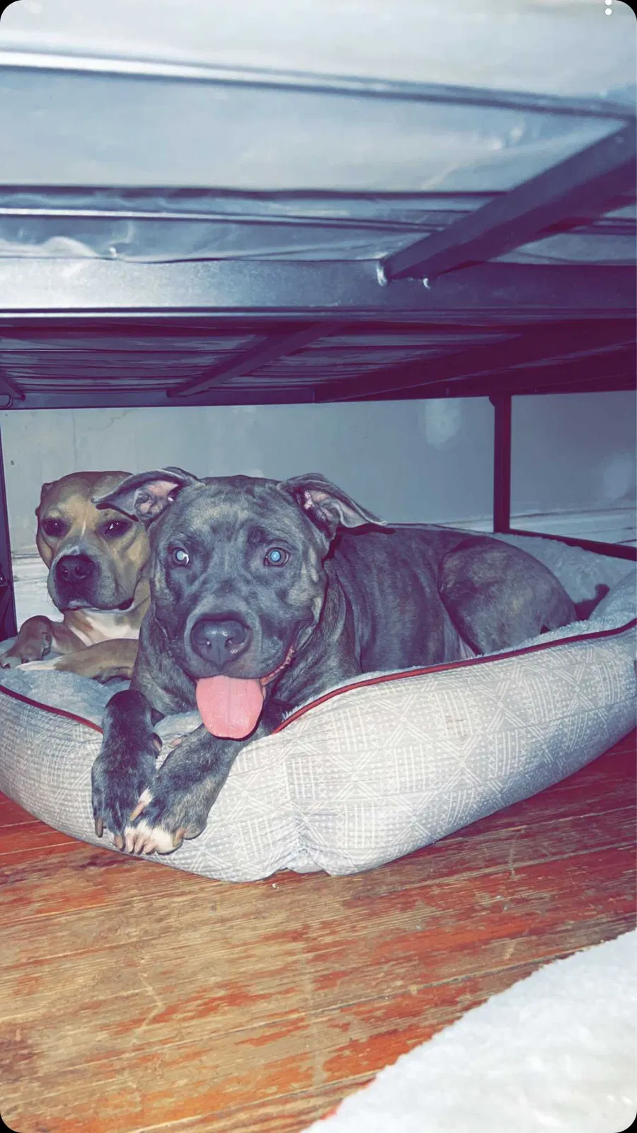 Lost dog in Richmond, VA, 23222