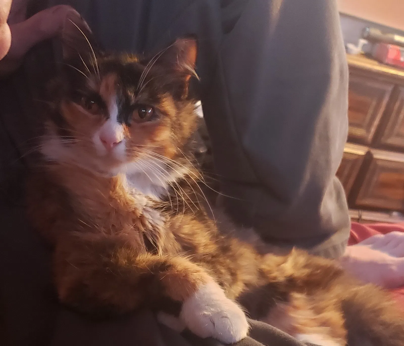 Lost cat in Portland, OR, 97266