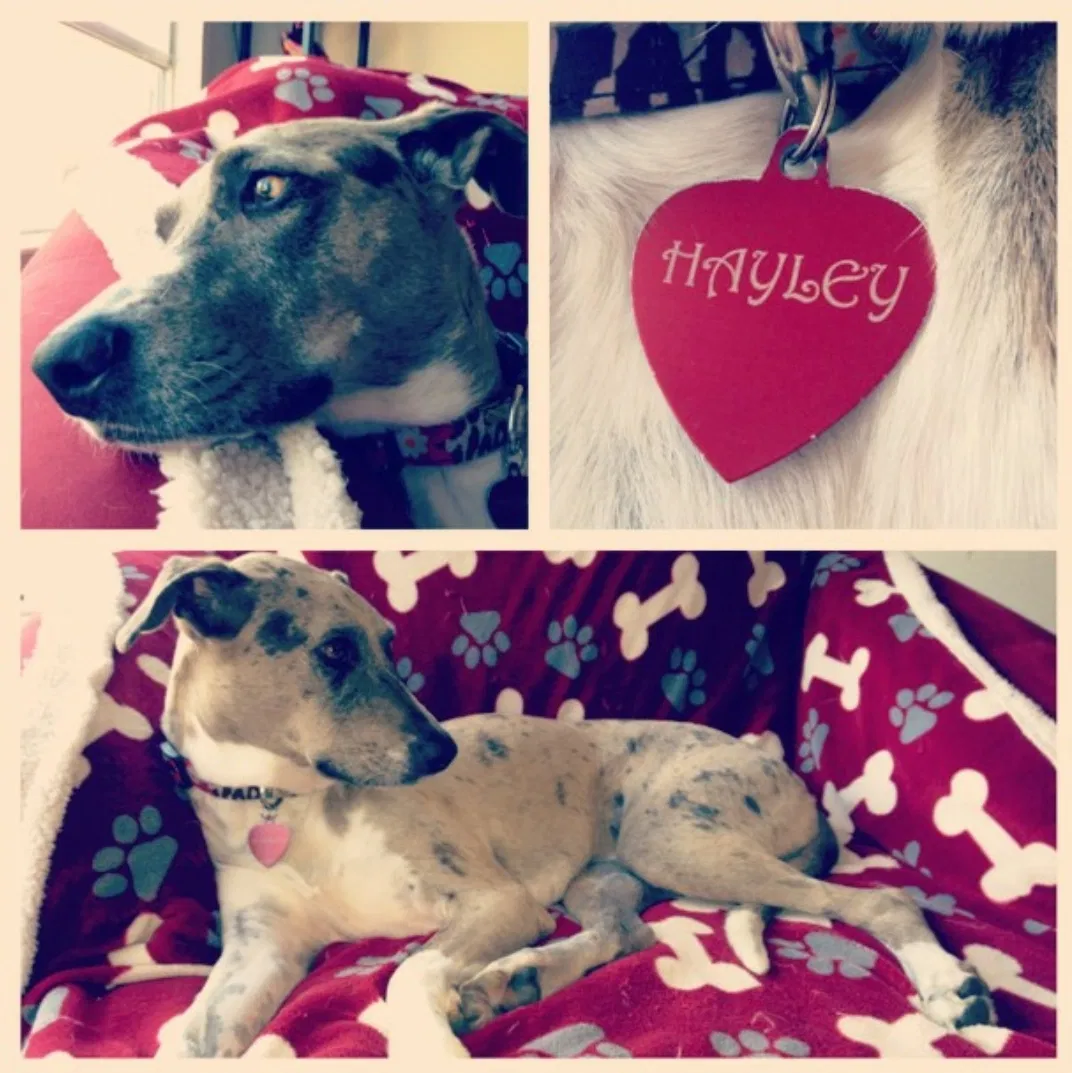 Lost dog in Cleburne, TX, 76033