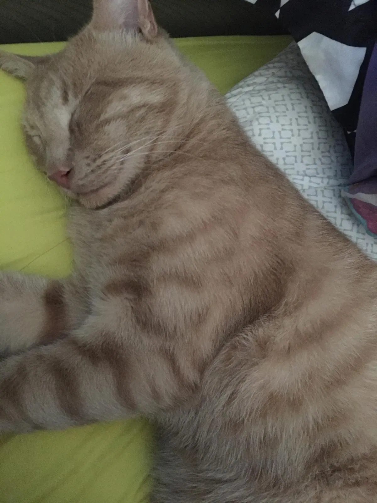 Lost cat in Cleburne, TX, 76033