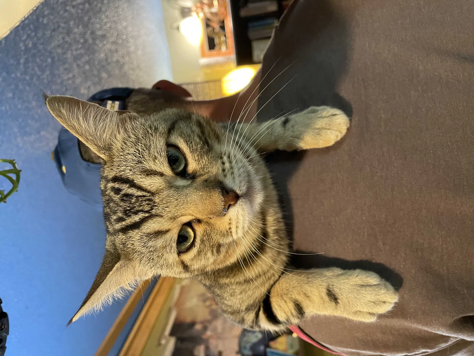 Lost cat in Los Angeles, CA, 90031