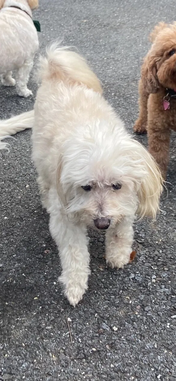 Lost dog in Bethesda, MD, 20817