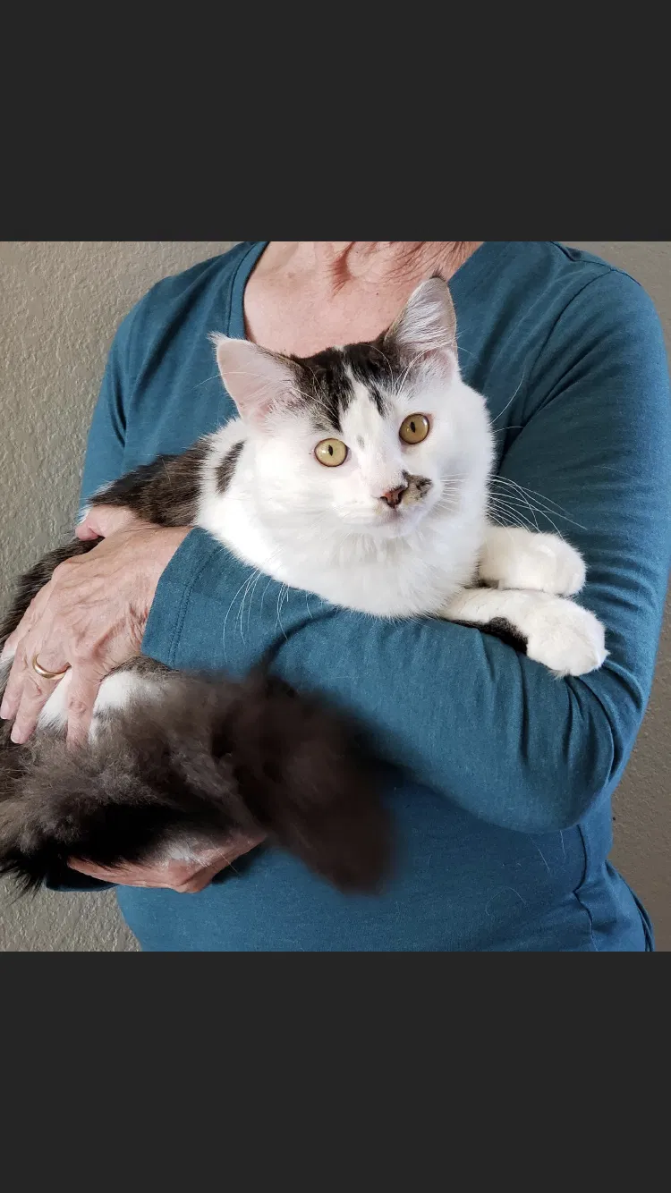 Lost cat in Newton, NH, 3858