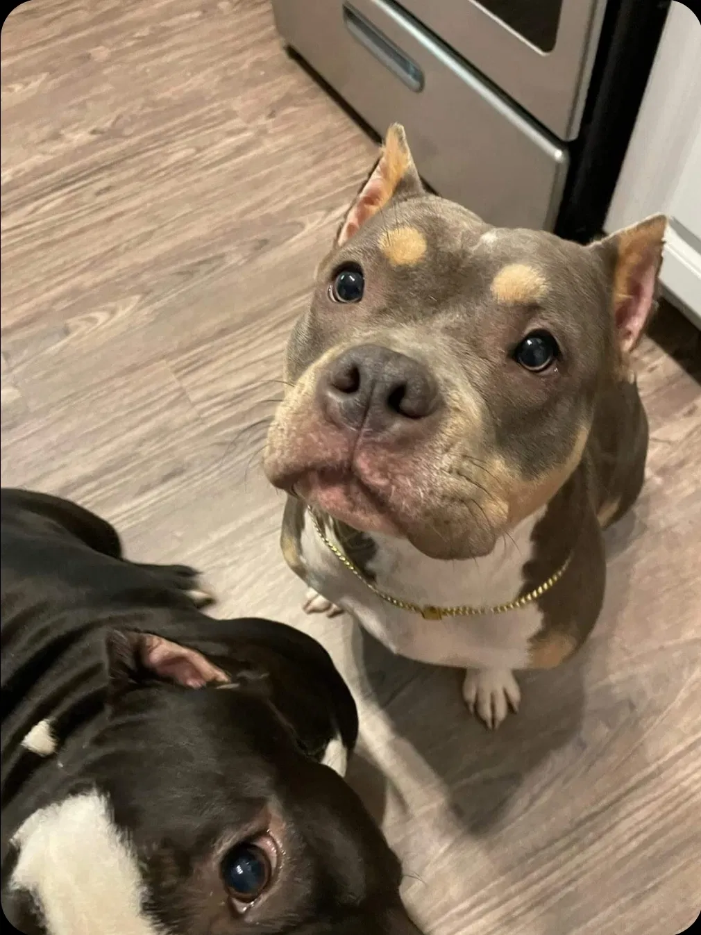 Lost dog in Austin, TX, 78758