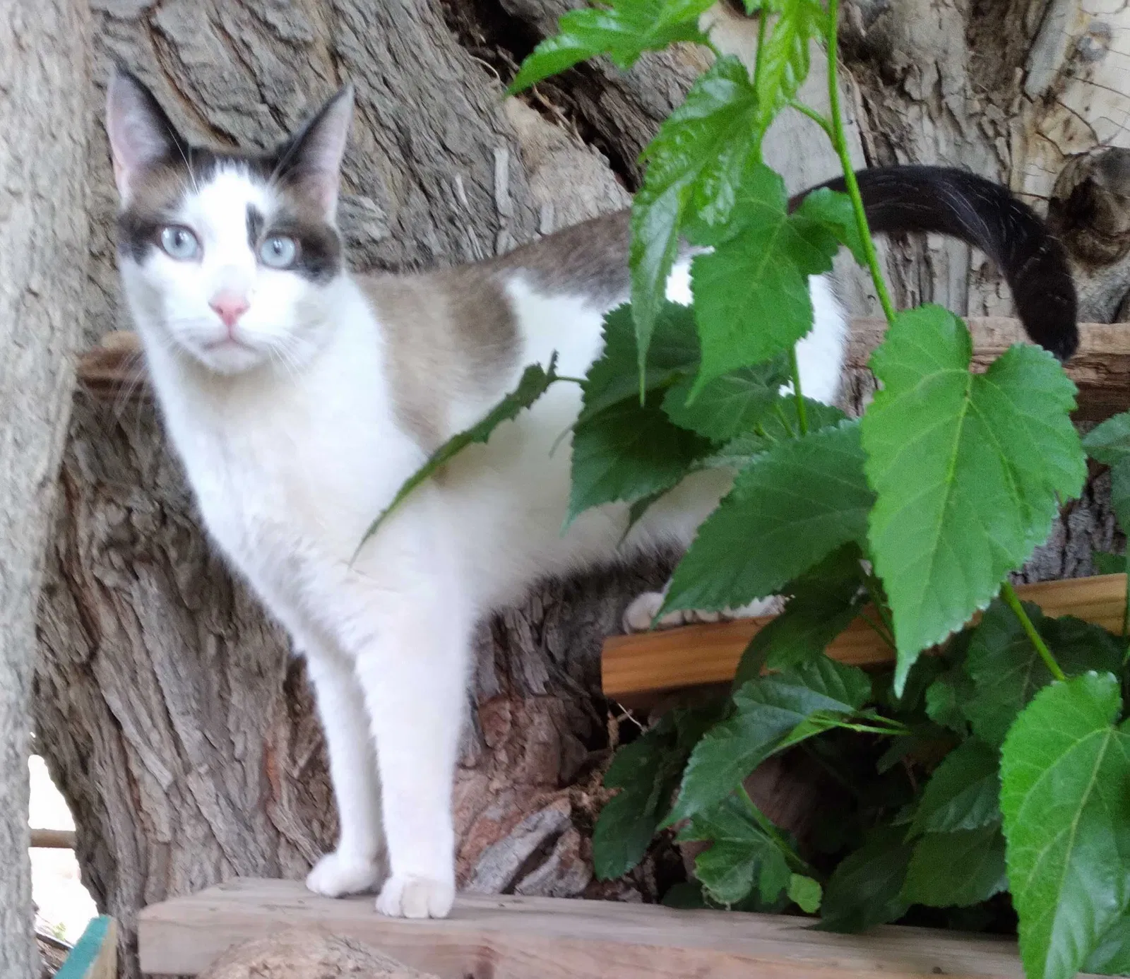 Lost cat in West Jordan, UT, 84084