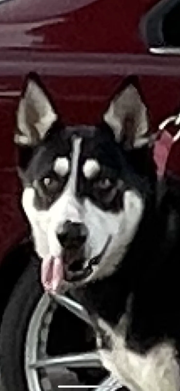 Lost dog in Oxnard, CA, 93030