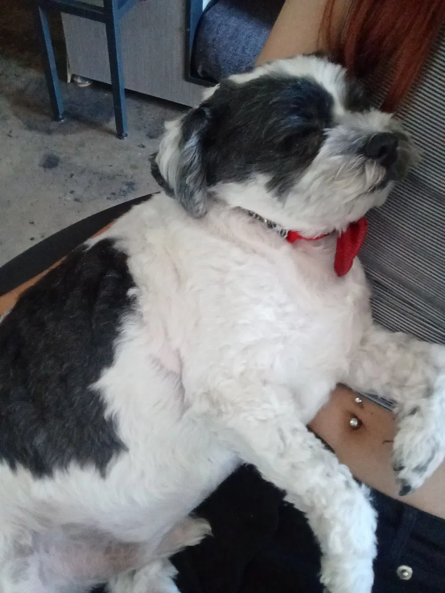 Lost dog in Los Angeles, CA, 90028