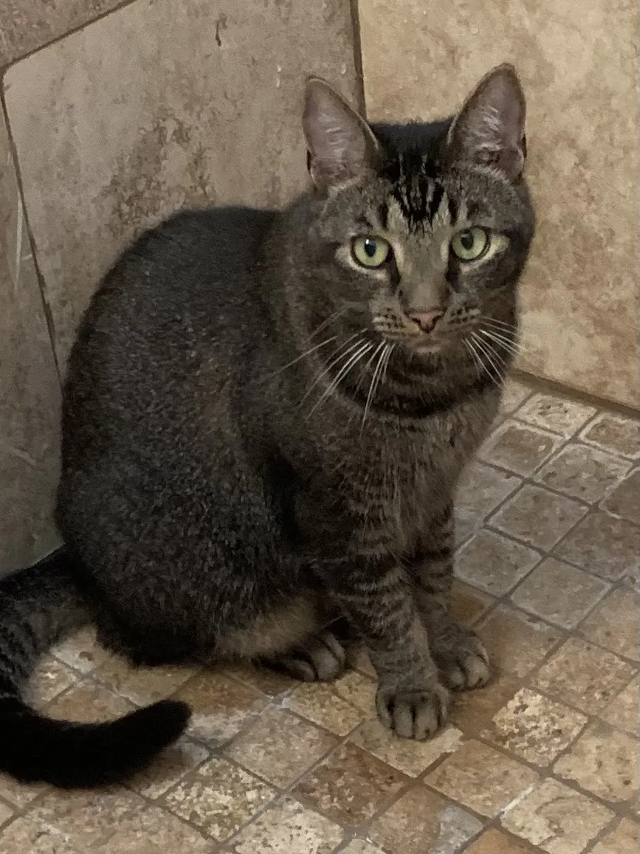 Lost cat in Palm Harbor, FL, 34685