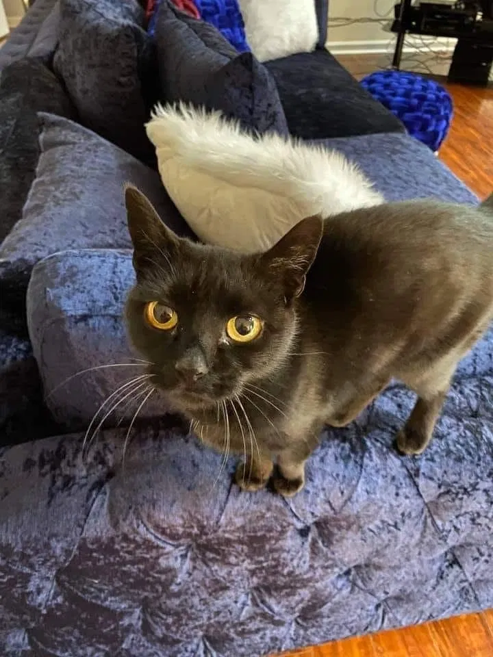 Lost cat in Louisville, KY, 40229