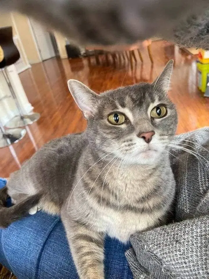 Lost cat in Louisville, KY, 40229