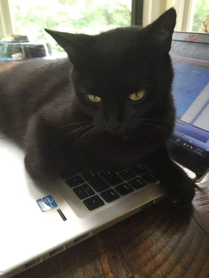 Lost cat in Louisville, KY, 40229