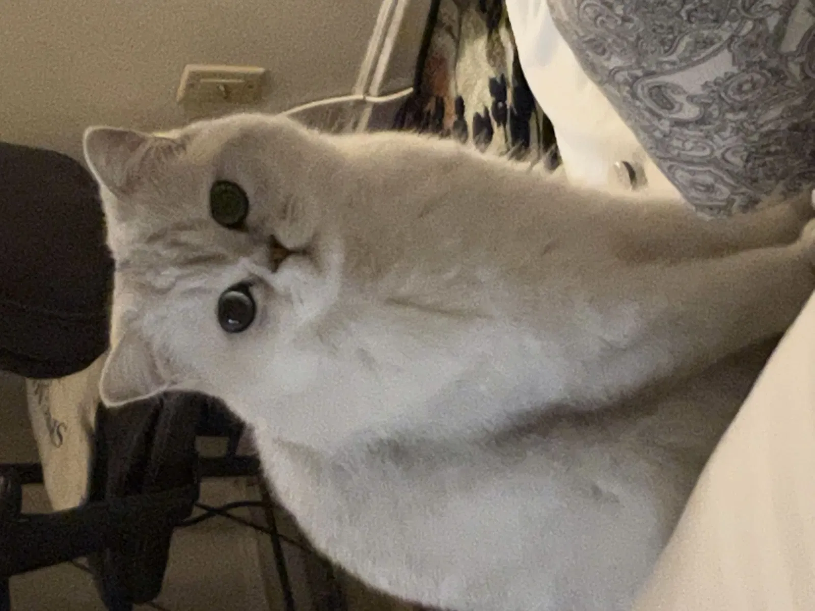 Lost cat in Walnut, CA, 91789