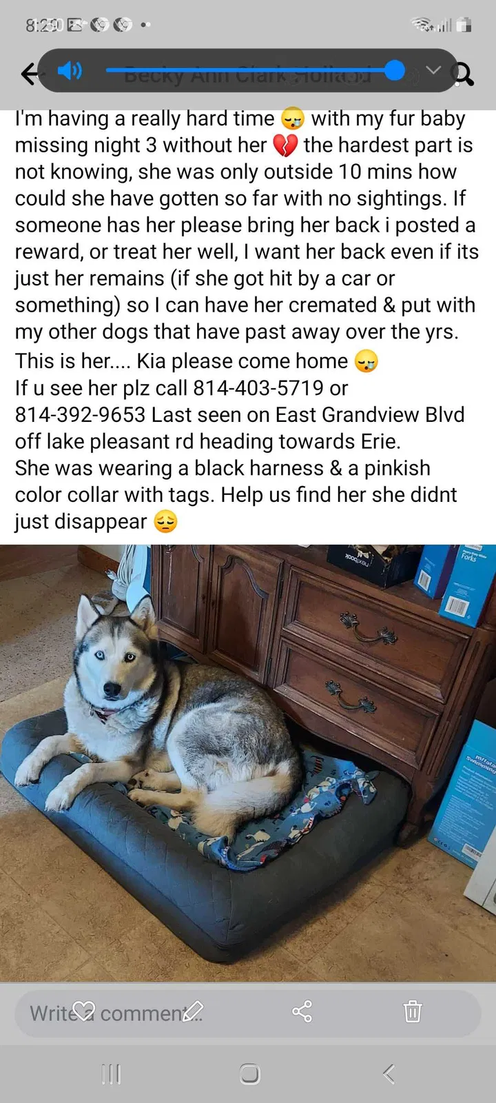 Lost dog in Erie, PA, 16504