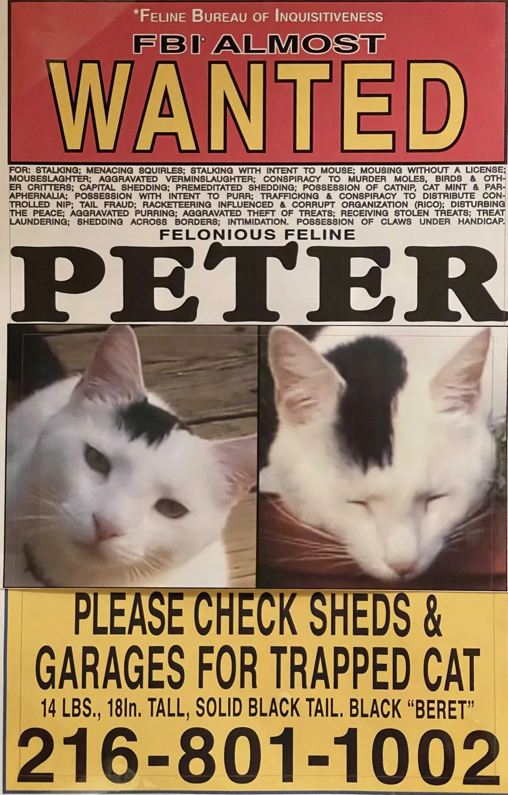 Lost cat in North Olmsted, OH, 44070