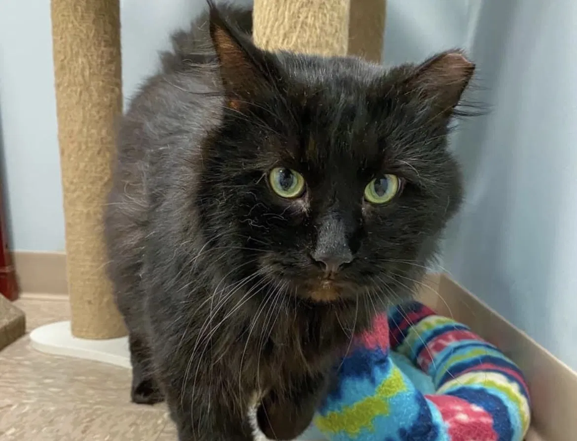 Lost cat in Kalamazoo, MI, 49008
