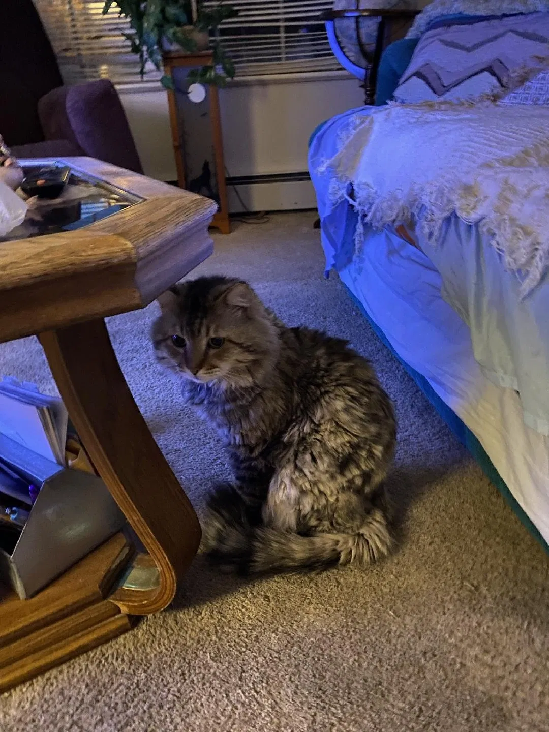 Lost cat in Grand Junction, CO, 81505
