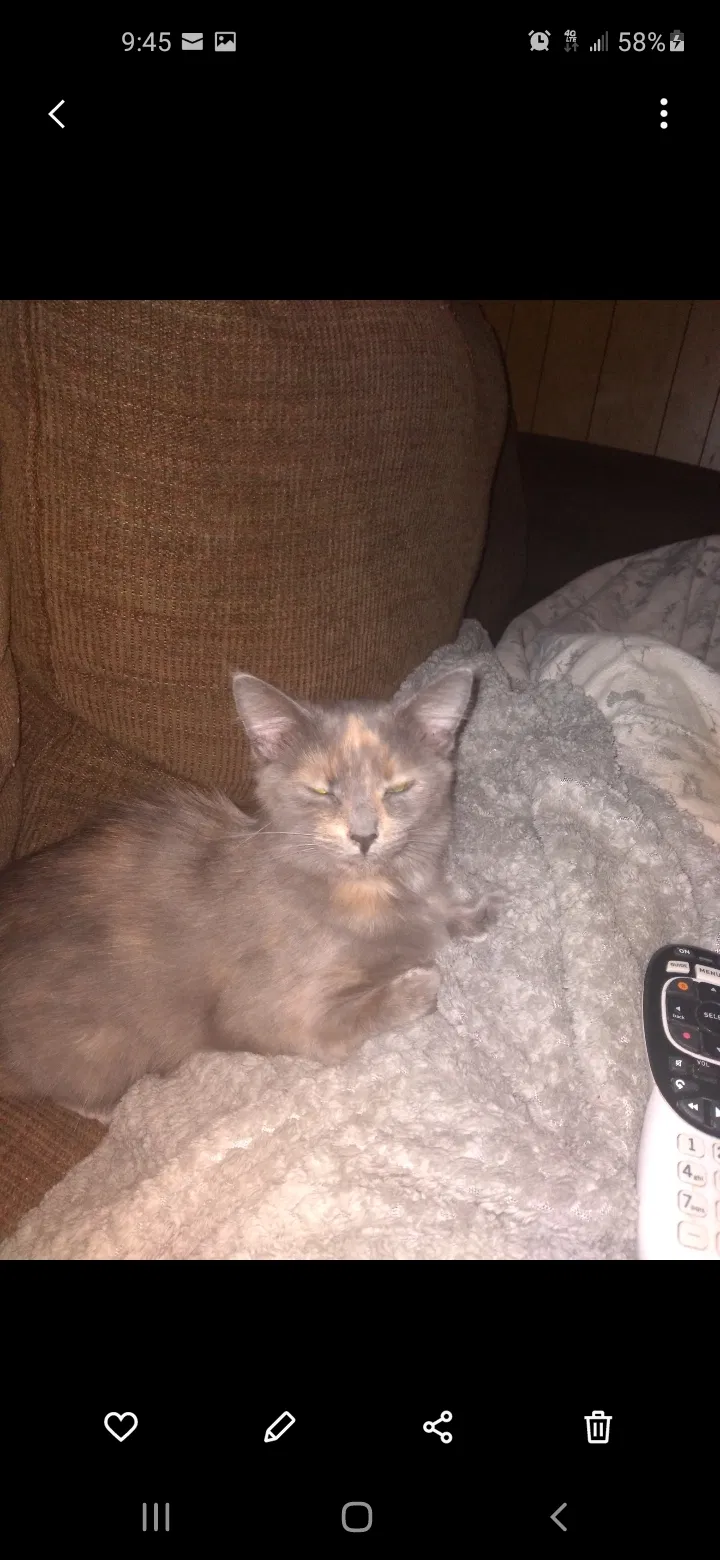 Lost cat in Hanover, PA, 17331