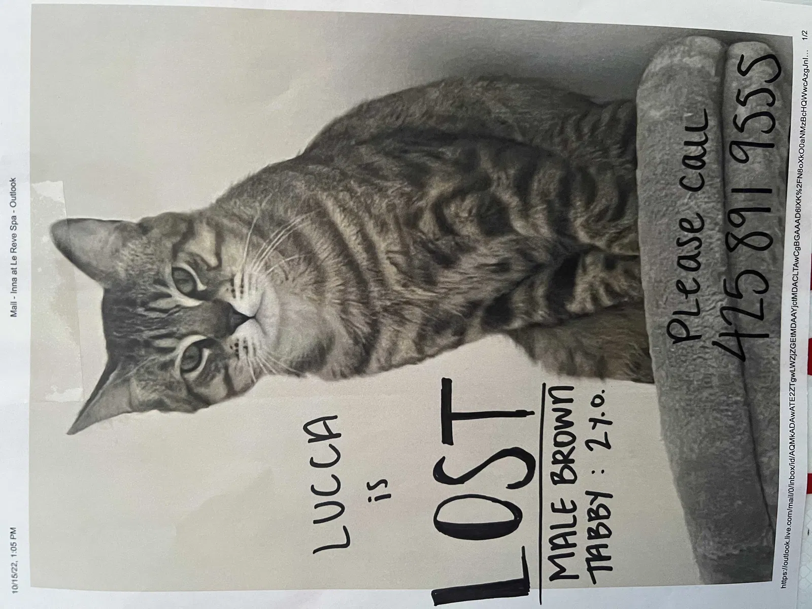Lost cat in Bellevue, WA, 98006