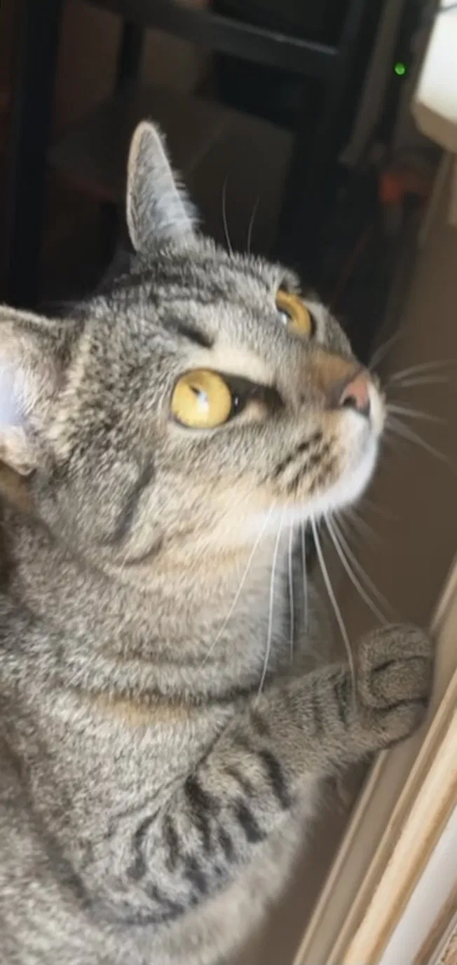 Lost cat in Cumming, GA, 30040
