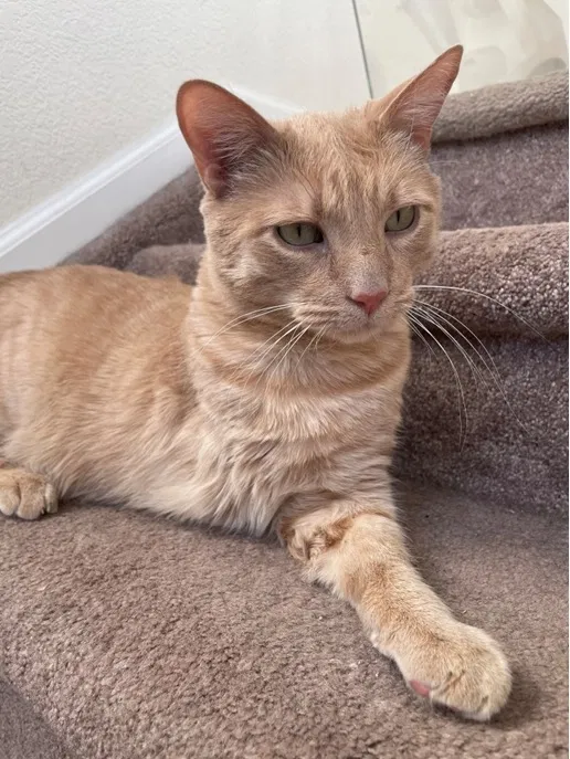 Lost cat in Colorado Springs, CO, 80916