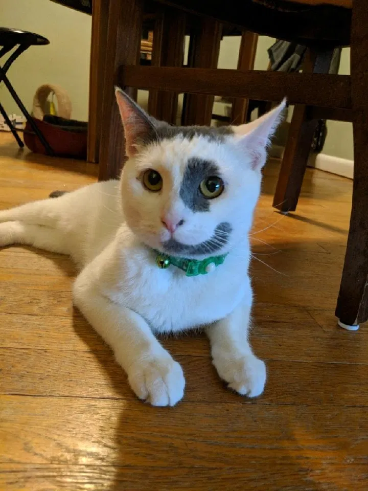 Lost cat in Redford, MI, 48240