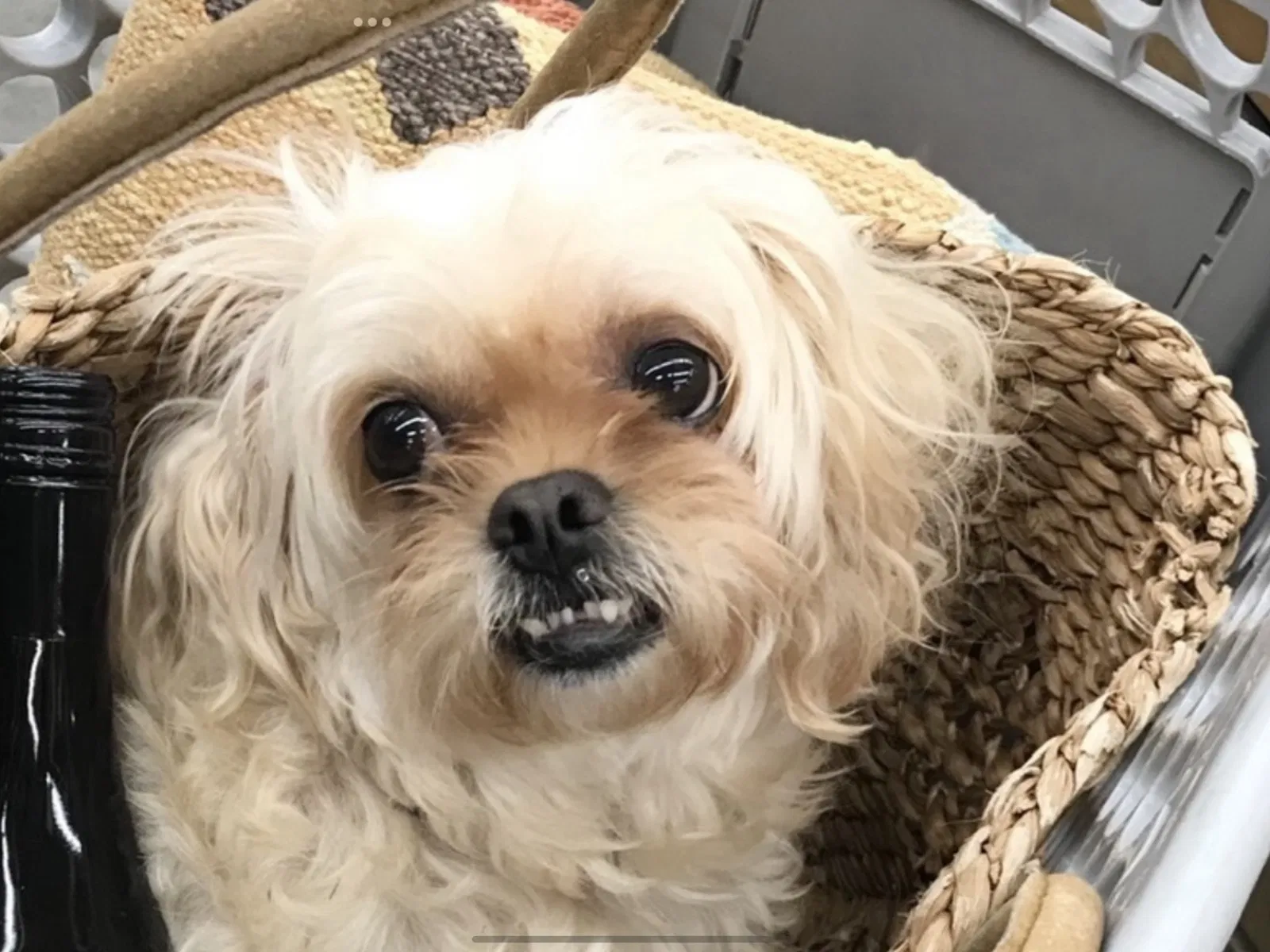 Lost dog in Houston, TX, 77035