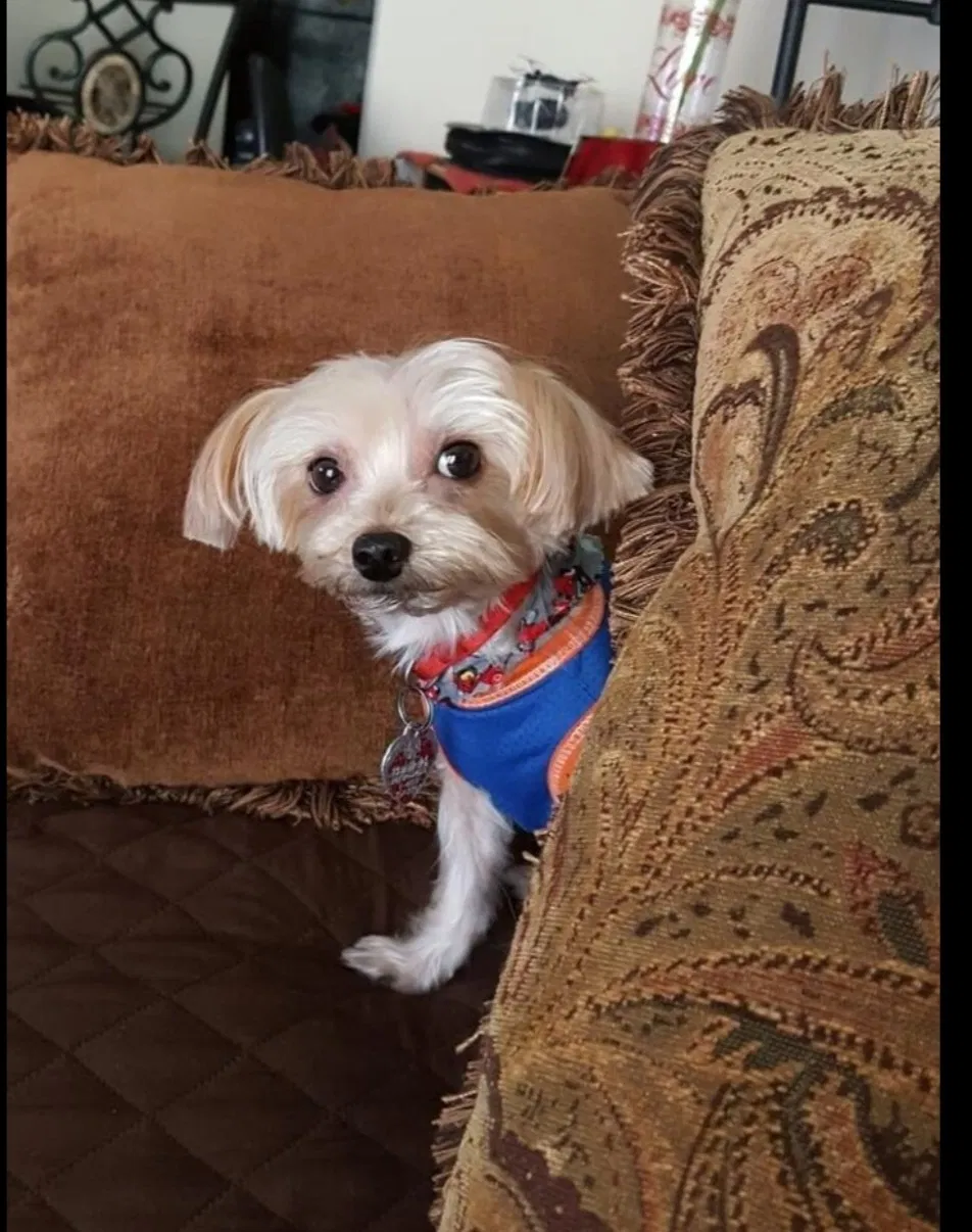 Lost dog in Houston, TX, 77041