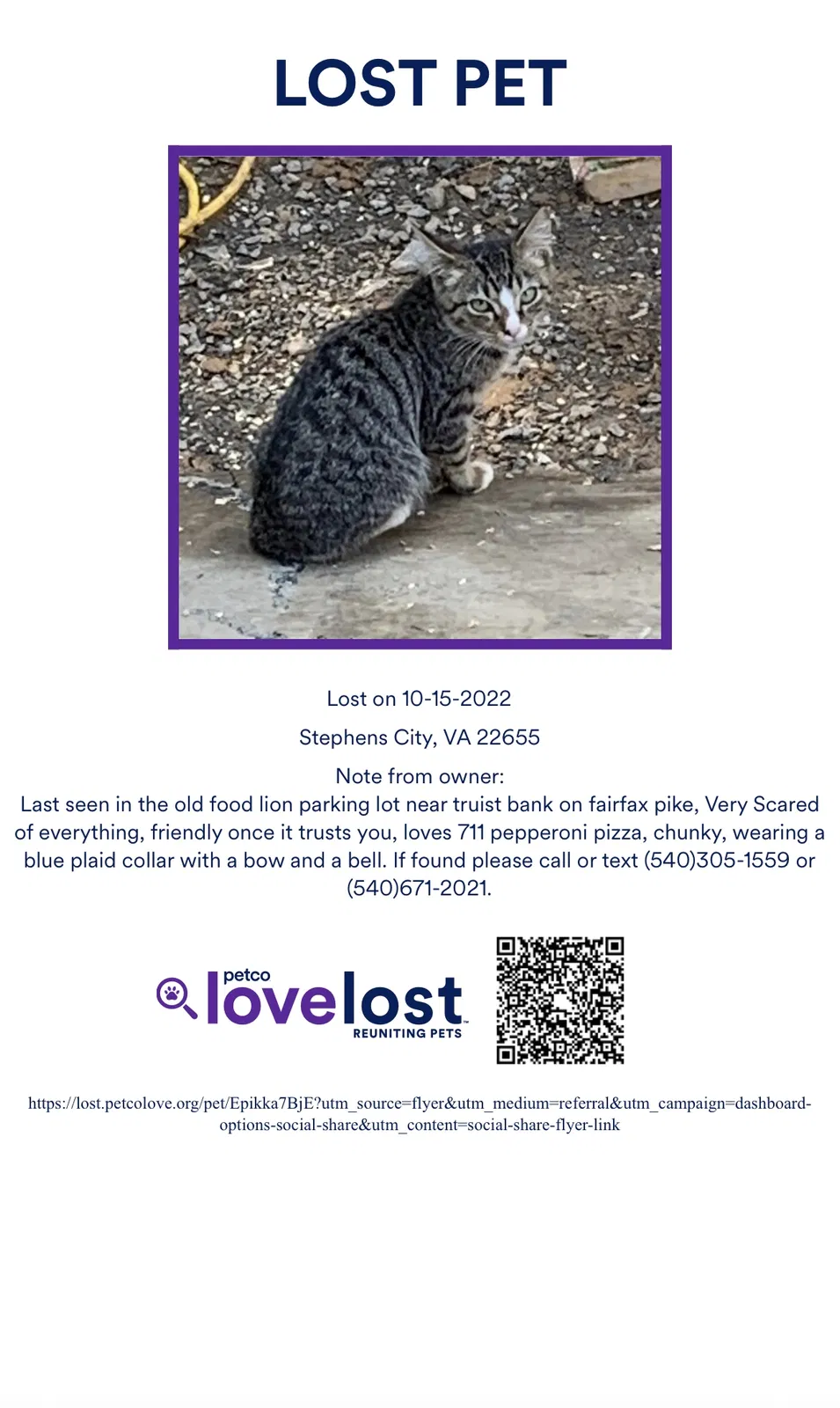 Lost cat in Front Royal, VA, 22630