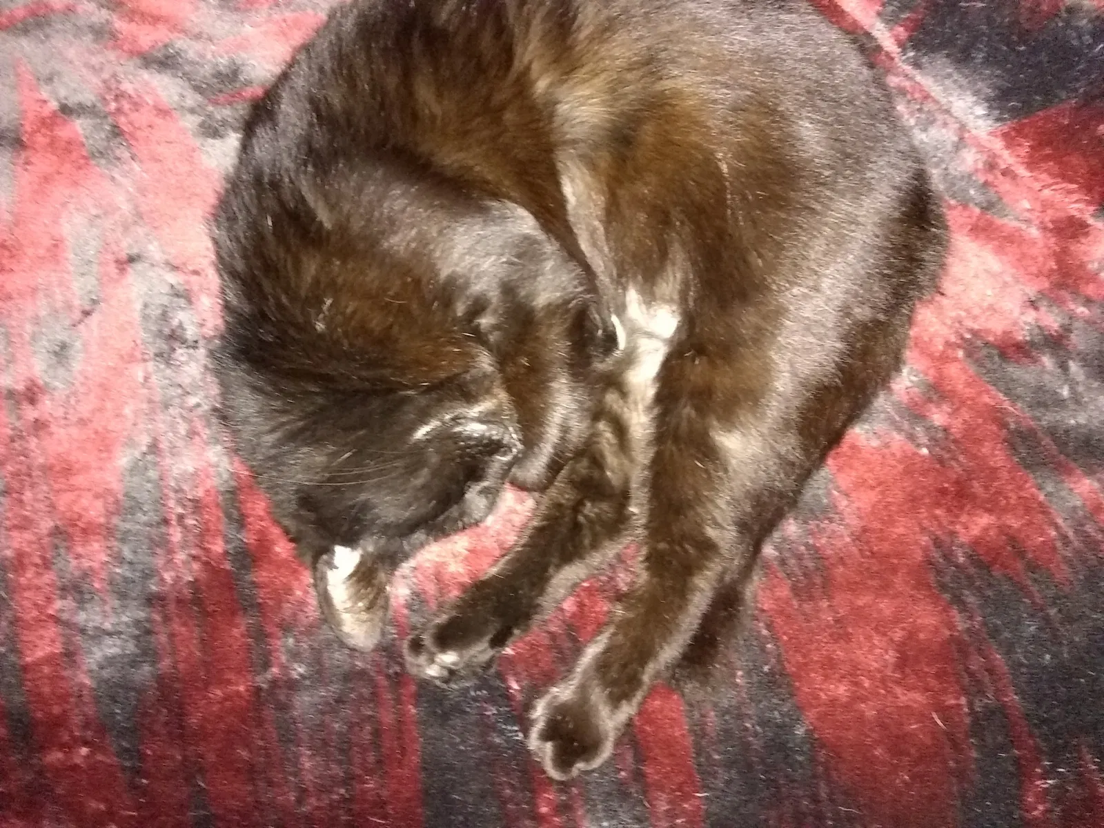 Lost cat in Porter, TX, 77365