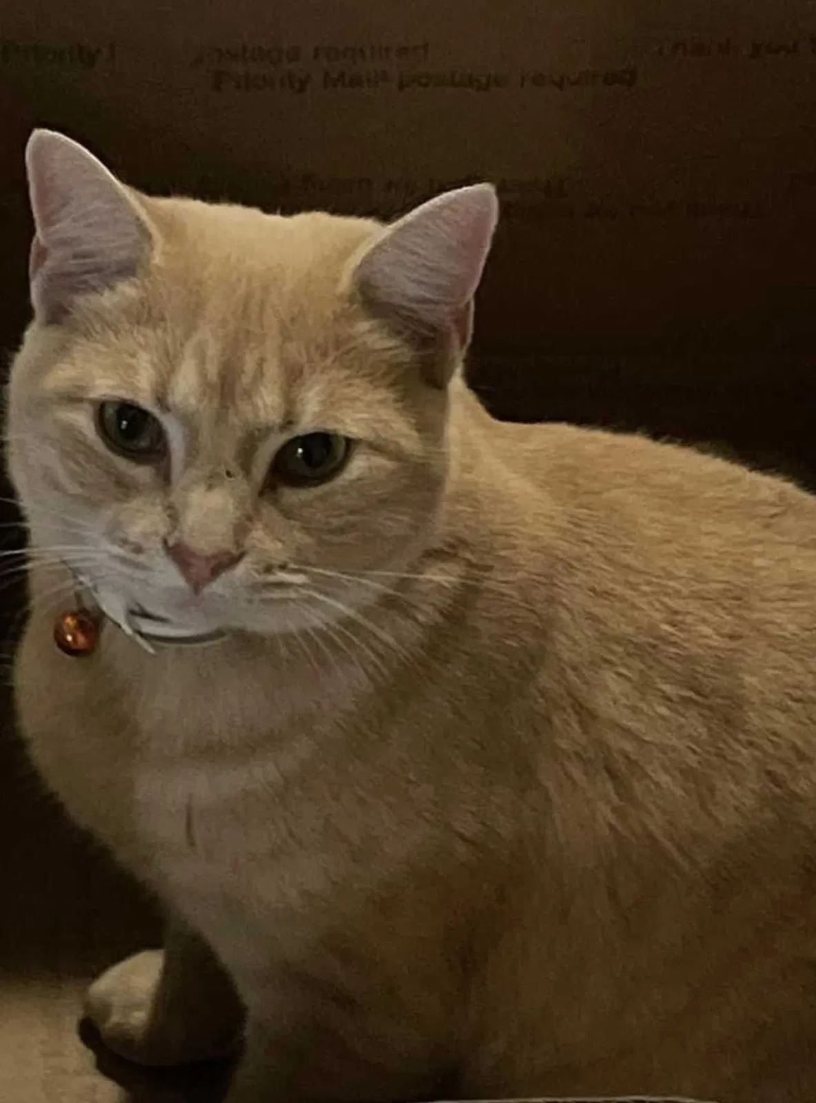 Lost cat in Bennington, NE, 68007