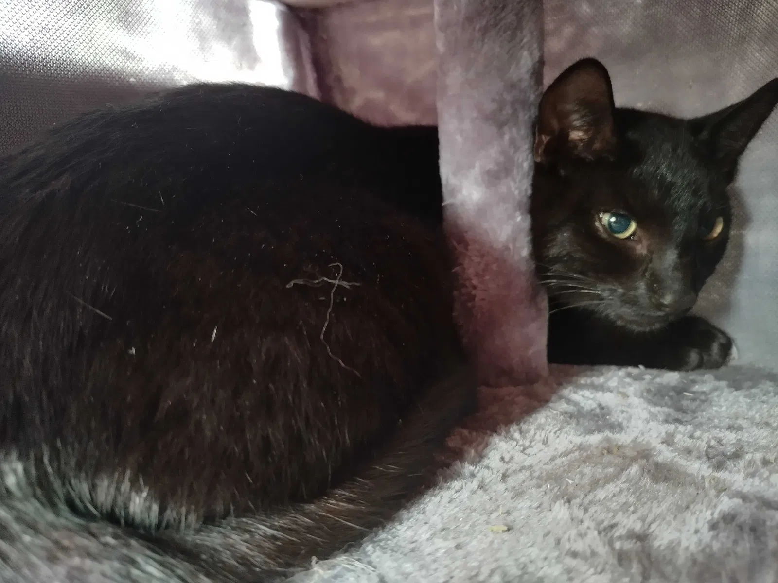 Found cat in Unknown, CA, 29660