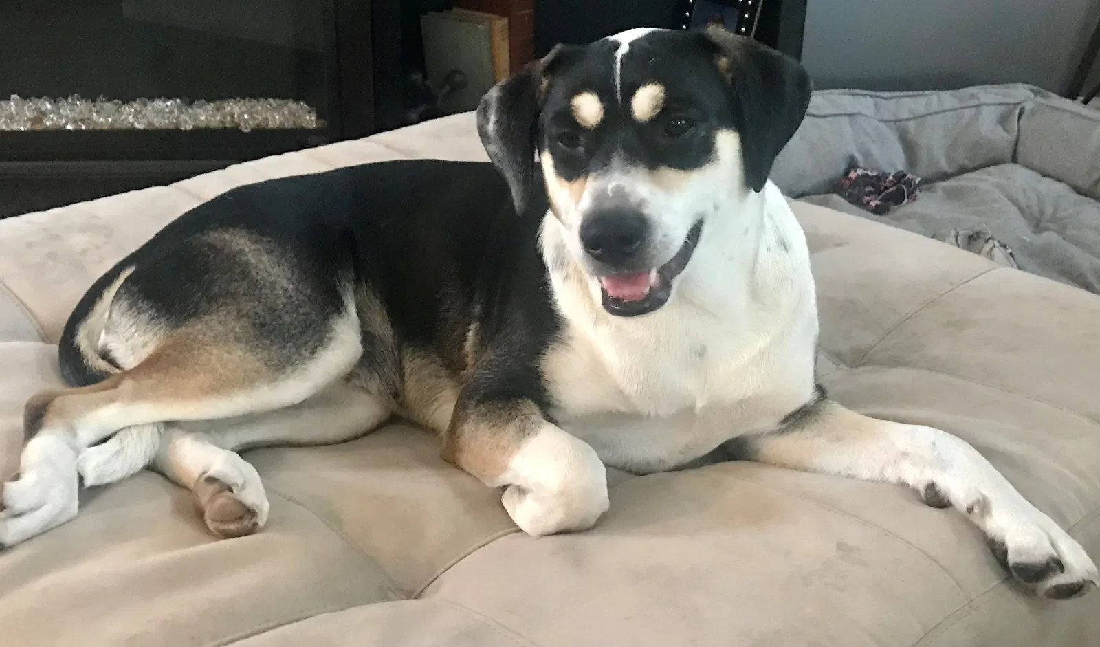Lost dog in Lake In The Hills, IL, 60156