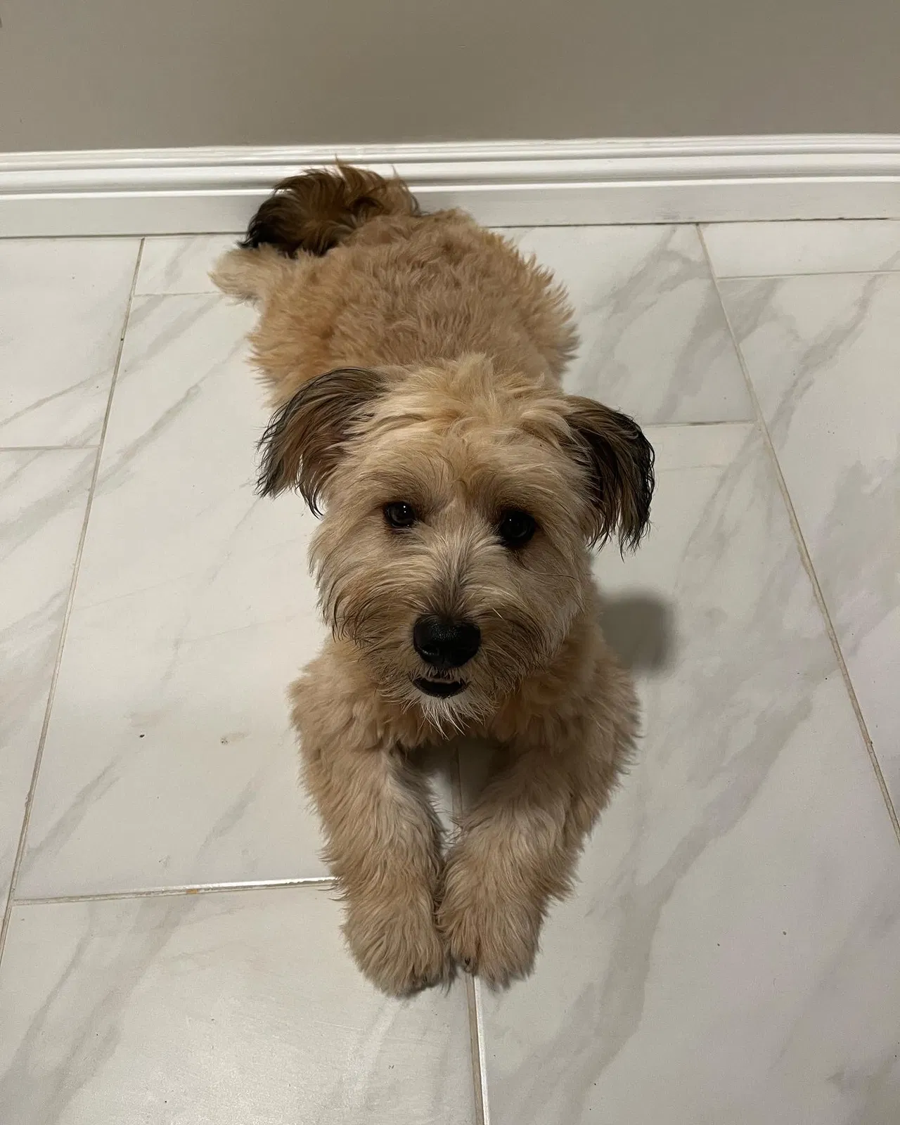 Missing Dog