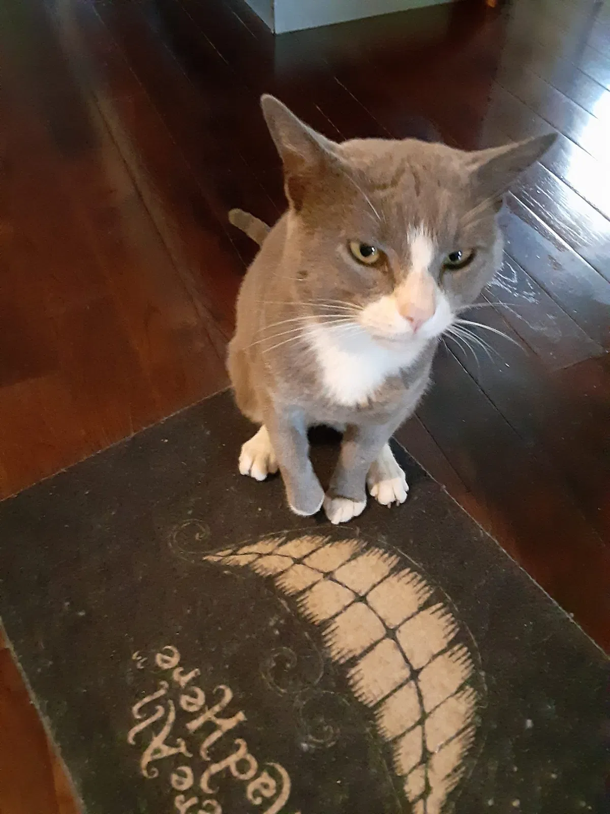Lost cat in Lindenhurst, NY, 11757
