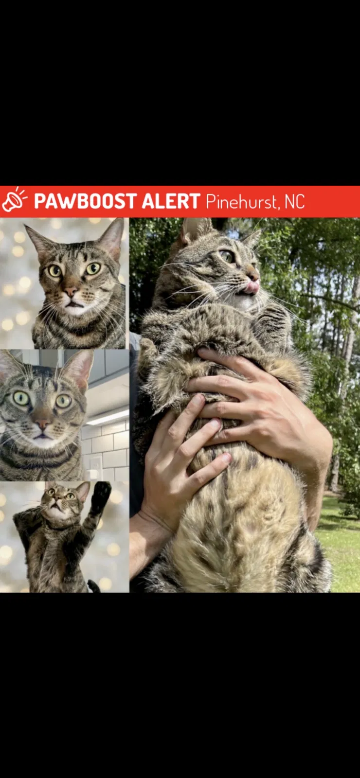 Lost cat in Pinehurst, NC, 28374