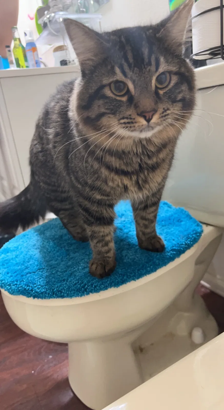 Lost cat in Edmond, OK, 73012