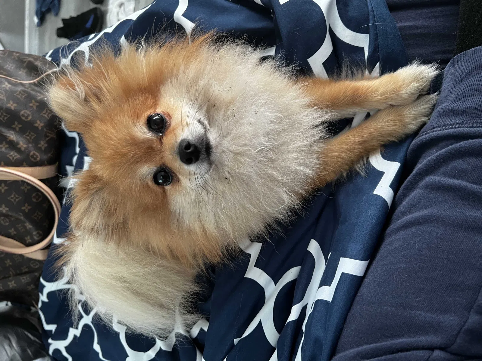 Lost dog in Granada Hills, CA, 91344