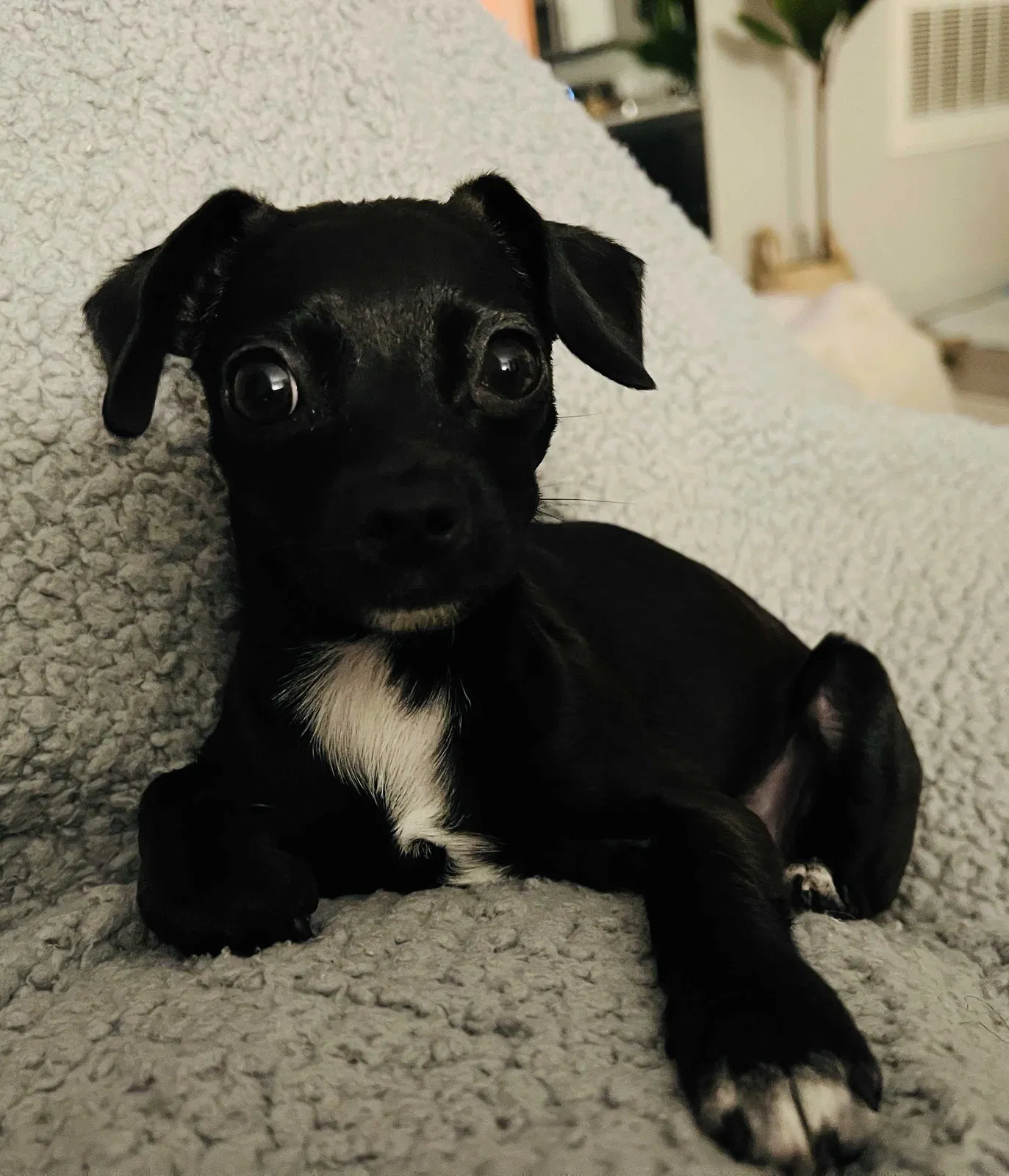 Lost dog in Las Vegas, NV, 89145