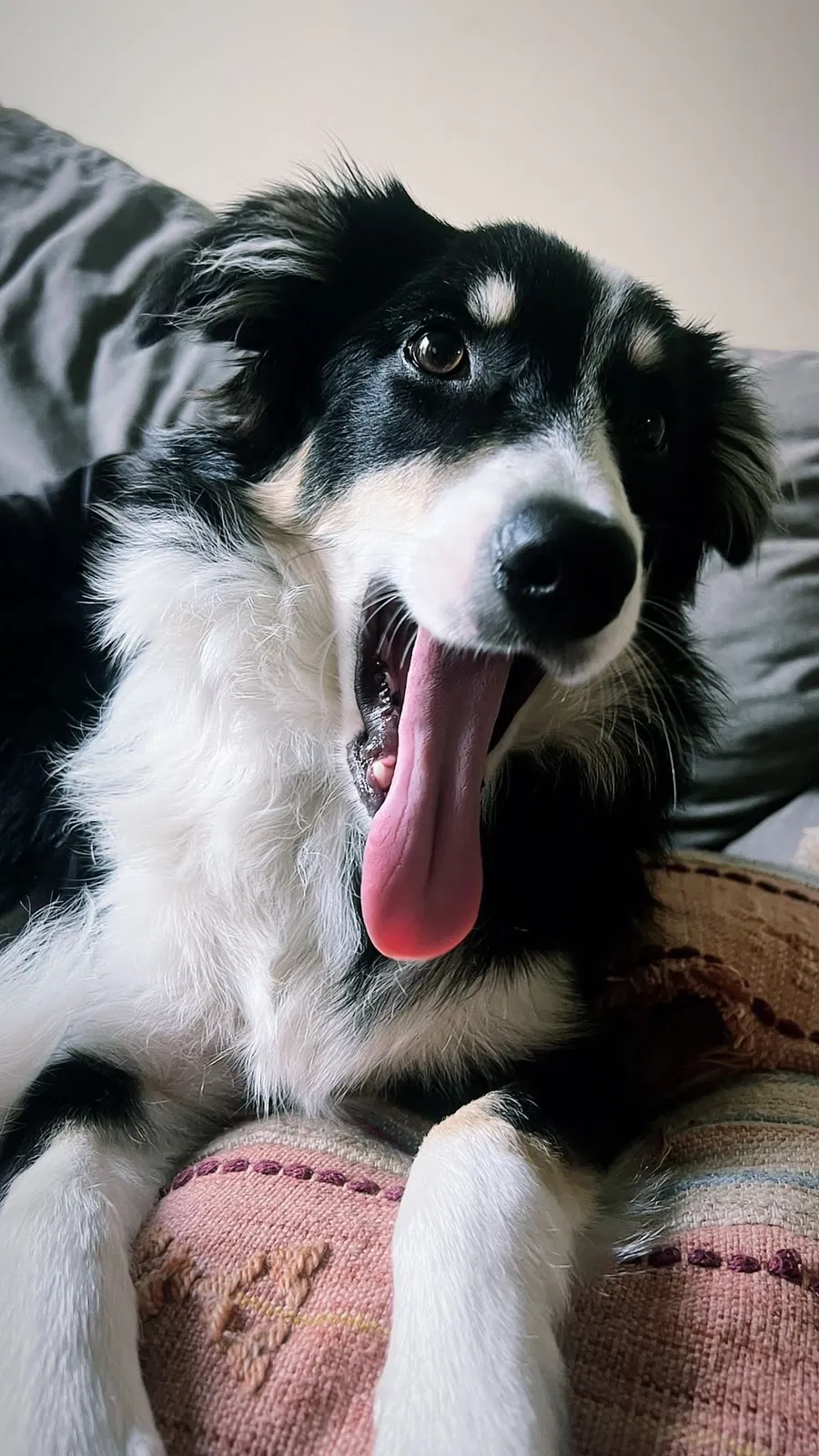 Lost dog in Orlando, FL, 32808