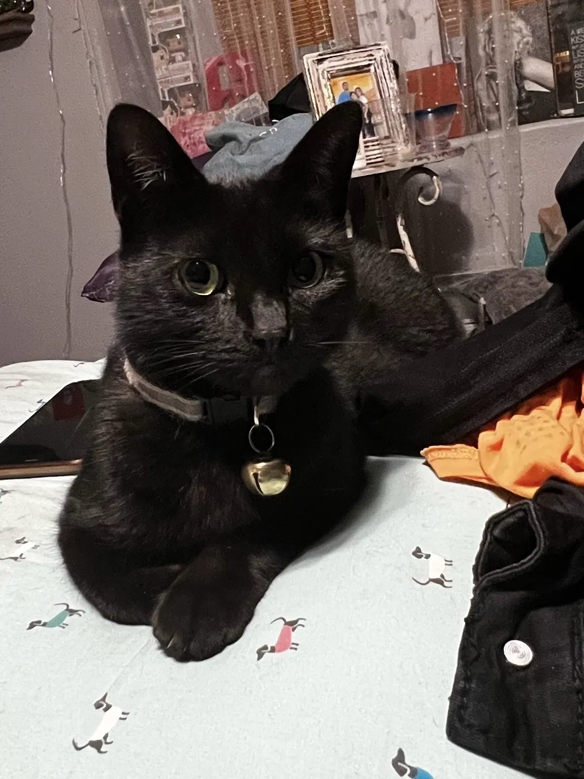 Lost cat in Long Beach, CA, 90805
