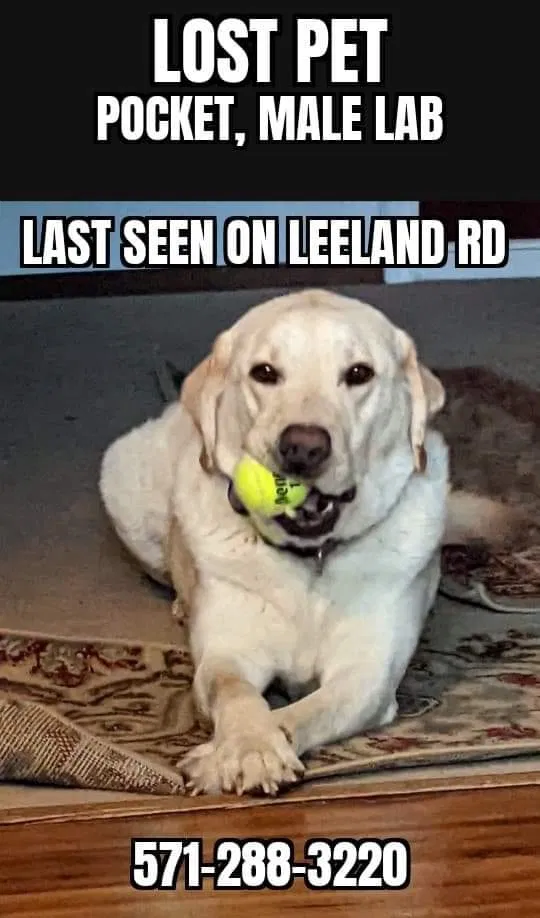 Lost dog in Fredericksburg, VA, 22405