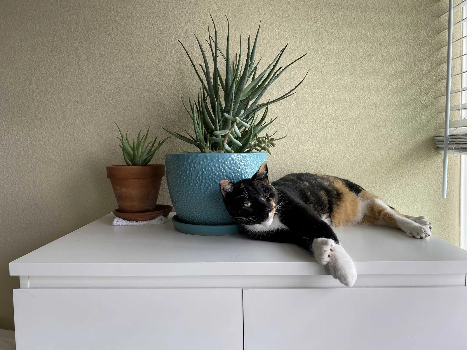 Lost cat in Oceanside, CA, 92054