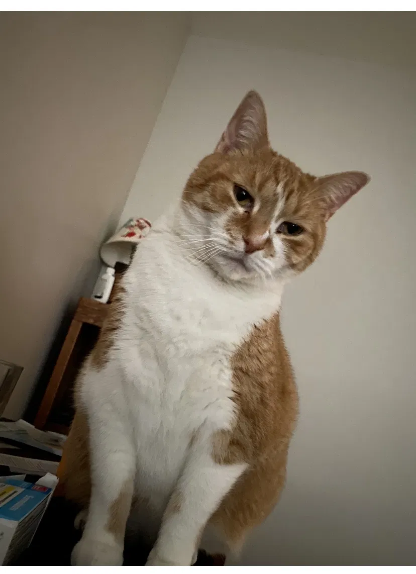 Lost cat in Charlotte, NC, 28214