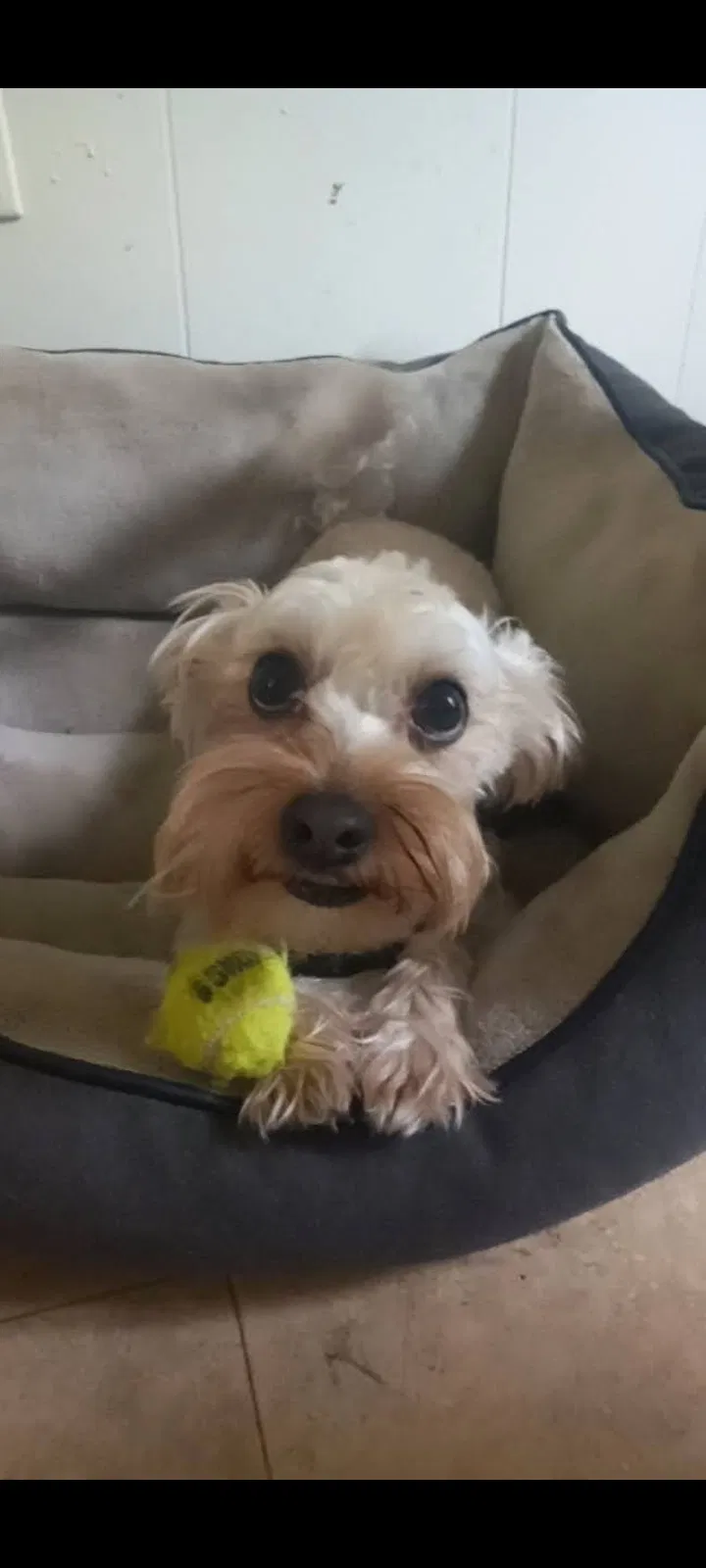 Lost dog in Kansas City, MO, 64133