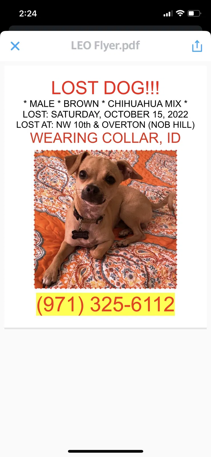Lost dog in Portland, OR, 97210