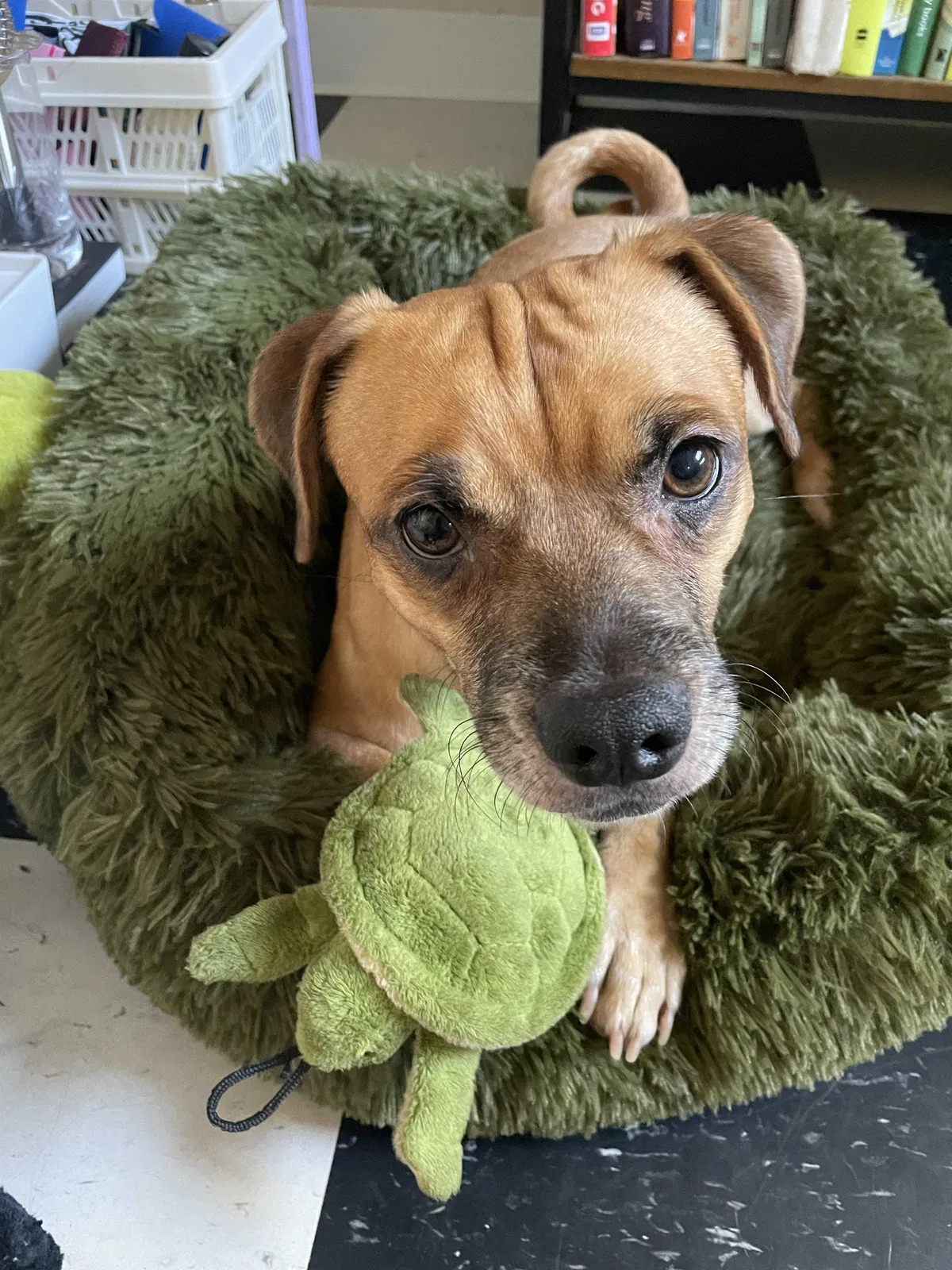 Lost dog in Portland, OR, 97211