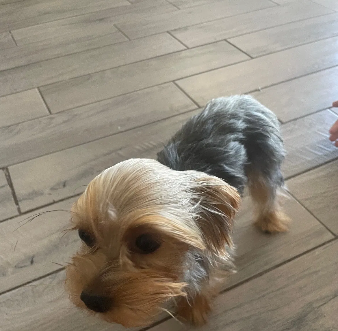 Lost dog in Phoenix, AZ, 85027