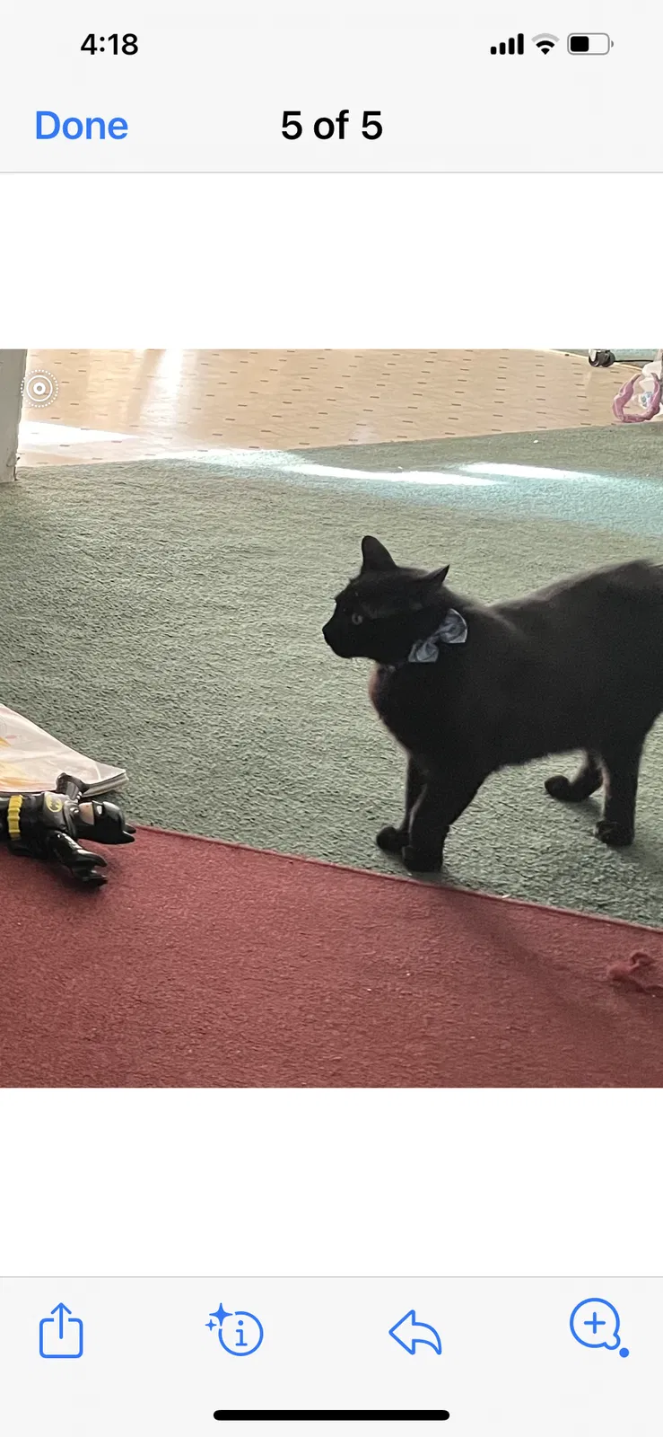 Lost cat in Norfolk, VA, 23503