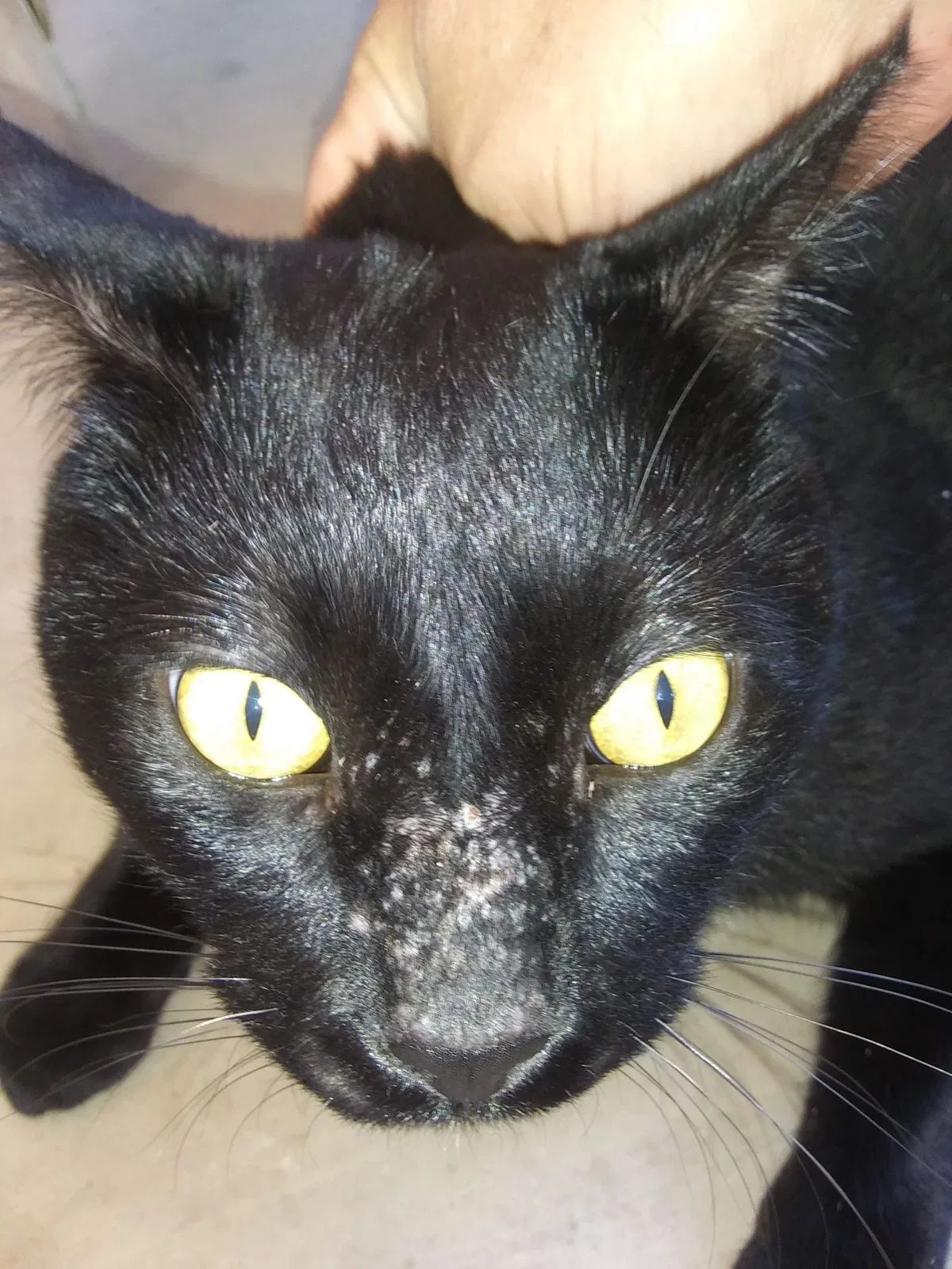 Lost cat in Mesa, AZ, 85215